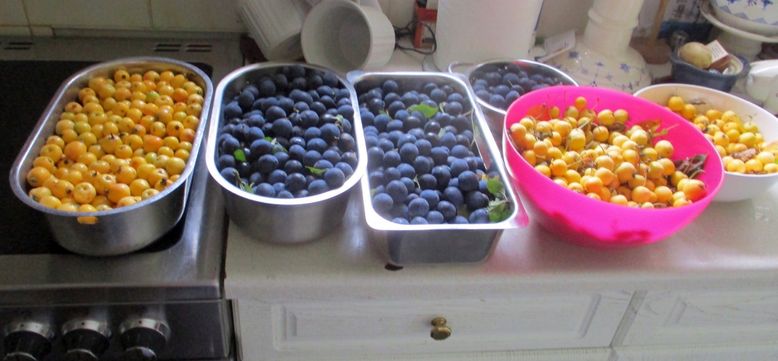 fruits